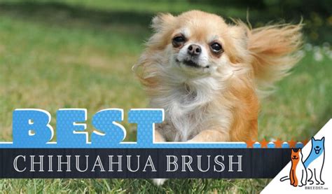 chihuahua brush